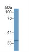 Actin Related Protein 2/3 Complex Subunit 2 antibody, LS-C373687, Lifespan Biosciences, Western Blot image 