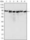 MutL Homolog 1 antibody, GTX83336, GeneTex, Western Blot image 