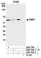 Nampt antibody, A300-372A, Bethyl Labs, Immunoprecipitation image 