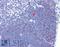 Cyclin Dependent Kinase 1 antibody, LS-B3669, Lifespan Biosciences, Immunohistochemistry paraffin image 
