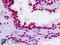 Teashirt Zinc Finger Homeobox 2 antibody, LS-B9329, Lifespan Biosciences, Immunohistochemistry frozen image 