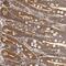 Vezatin, Adherens Junctions Transmembrane Protein antibody, NBP1-85040, Novus Biologicals, Immunohistochemistry frozen image 