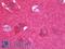 Enolase 2 antibody, LS-B10011, Lifespan Biosciences, Immunohistochemistry paraffin image 