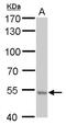 Arginyl Aminopeptidase Like 1 antibody, PA5-78541, Invitrogen Antibodies, Western Blot image 