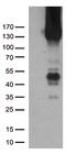 Platelet And Endothelial Cell Adhesion Molecule 1 antibody, TA504763S, Origene, Western Blot image 