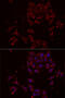 Nuclear Receptor Binding Factor 2 antibody, 14-979, ProSci, Immunofluorescence image 