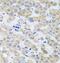 Peroxisomal Biogenesis Factor 3 antibody, FNab06330, FineTest, Immunohistochemistry frozen image 