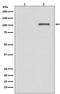 Endoplasmic Reticulum To Nucleus Signaling 1 antibody, P00683, Boster Biological Technology, Western Blot image 