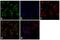 Glutamate receptor ionotropic, NMDA 2B antibody, 71-8600, Invitrogen Antibodies, Immunofluorescence image 