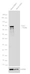 CREB Regulated Transcription Coactivator 1 antibody, PA5-17365, Invitrogen Antibodies, Western Blot image 