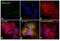 Glutamic-Oxaloacetic Transaminase 1 antibody, PA5-18845, Invitrogen Antibodies, Immunofluorescence image 