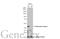 Adenosine Kinase antibody, GTX101385, GeneTex, Western Blot image 