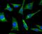 Ras Homolog, MTORC1 Binding antibody, NBP2-75646, Novus Biologicals, Immunofluorescence image 