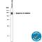 C1 esterase inhibitor antibody, AF2488, R&D Systems, Western Blot image 