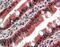 Fibroblast Growth Factor Receptor 1 antibody, 45-589, ProSci, Immunohistochemistry frozen image 