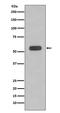 Caspase 8 antibody, M00042-1, Boster Biological Technology, Western Blot image 