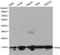 Peptidylprolyl Isomerase A antibody, LS-C192318, Lifespan Biosciences, Western Blot image 