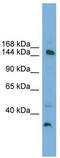 Mediator of RNA polymerase II transcription subunit 14 antibody, TA344438, Origene, Western Blot image 