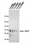 Apolipoprotein E antibody, orb76586, Biorbyt, Western Blot image 