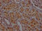 Serpin Family E Member 1 antibody, CSB-RA156066A0HU, Cusabio, Immunohistochemistry frozen image 