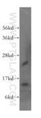 Ecotropic Viral Integration Site 2A antibody, 51014-2-AP, Proteintech Group, Western Blot image 