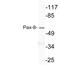 Paired Box 8 antibody, LS-B12565, Lifespan Biosciences, Western Blot image 