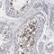 Sperm Acrosome Associated 1 antibody, NBP1-80792, Novus Biologicals, Immunohistochemistry frozen image 