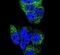 Hepatocyte Nuclear Factor 4 Alpha antibody, PA5-26443, Invitrogen Antibodies, Immunofluorescence image 