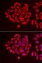 Tu Translation Elongation Factor, Mitochondrial antibody, LS-C334706, Lifespan Biosciences, Immunofluorescence image 