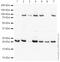 CD59 Molecule (CD59 Blood Group) antibody, ab69084, Abcam, Western Blot image 