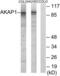 A-Kinase Anchoring Protein 1 antibody, LS-C119182, Lifespan Biosciences, Western Blot image 