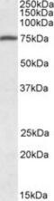 Fermitin Family Member 3 antibody, MBS421966, MyBioSource, Western Blot image 