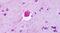 P2Y Receptor Family Member 8 antibody, PA5-34095, Invitrogen Antibodies, Immunohistochemistry paraffin image 