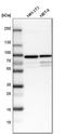 Taxilin Gamma antibody, HPA000841, Atlas Antibodies, Western Blot image 