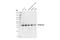 Apolipoprotein B MRNA Editing Enzyme Catalytic Subunit 3G antibody, 43584S, Cell Signaling Technology, Western Blot image 