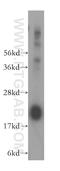 DCMP Deaminase antibody, 16784-1-AP, Proteintech Group, Western Blot image 