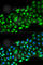 Receptor Interacting Serine/Threonine Kinase 2 antibody, A2498, ABclonal Technology, Immunofluorescence image 