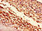Histone H1c antibody, LS-C670389, Lifespan Biosciences, Immunohistochemistry paraffin image 