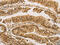 Proteasome Subunit Beta 7 antibody, CSB-PA955584, Cusabio, Immunohistochemistry frozen image 