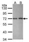 RAN Binding Protein 3 antibody, GTX115096, GeneTex, Western Blot image 