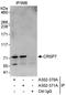 Mediator Complex Subunit 26 antibody, A302-371A, Bethyl Labs, Immunoprecipitation image 