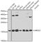 Ubiquitin Conjugating Enzyme E2 L3 antibody, GTX33568, GeneTex, Western Blot image 