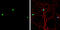mATH1 antibody, GTX111898, GeneTex, Immunocytochemistry image 