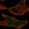 G Protein-Coupled Receptor 155 antibody, HPA057384, Atlas Antibodies, Immunofluorescence image 