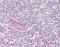 Autoantigen NOR-90 antibody, orb96502, Biorbyt, Immunohistochemistry paraffin image 