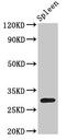 H1 Histone Family Member 0 antibody, LS-C673649, Lifespan Biosciences, Western Blot image 