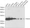 Proteasome Subunit Alpha 5 antibody, 15-346, ProSci, Western Blot image 