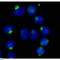 Ran-binding protein 9 antibody, LS-C813111, Lifespan Biosciences, Immunocytochemistry image 