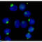 RAN Binding Protein 9 antibody, LS-C813111, Lifespan Biosciences, Immunocytochemistry image 