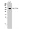 Akt antibody, LS-C381314, Lifespan Biosciences, Western Blot image 